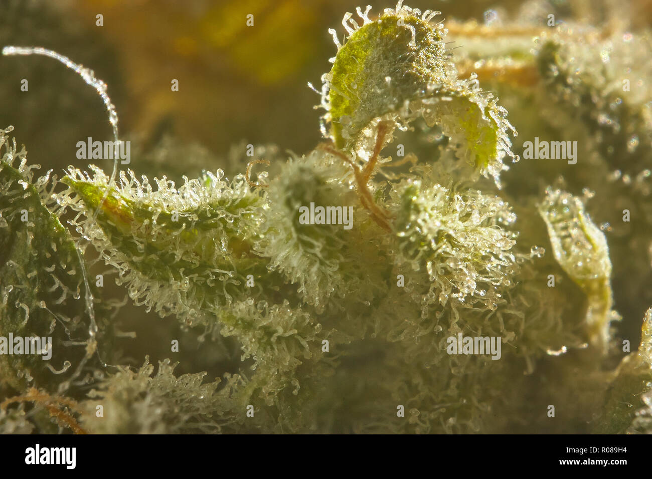 Detail der Marihuana Blume von einer dicken Schicht aus Harz in der letzten Zeit ihrer Blüte Phase entwickelt. Stockfoto