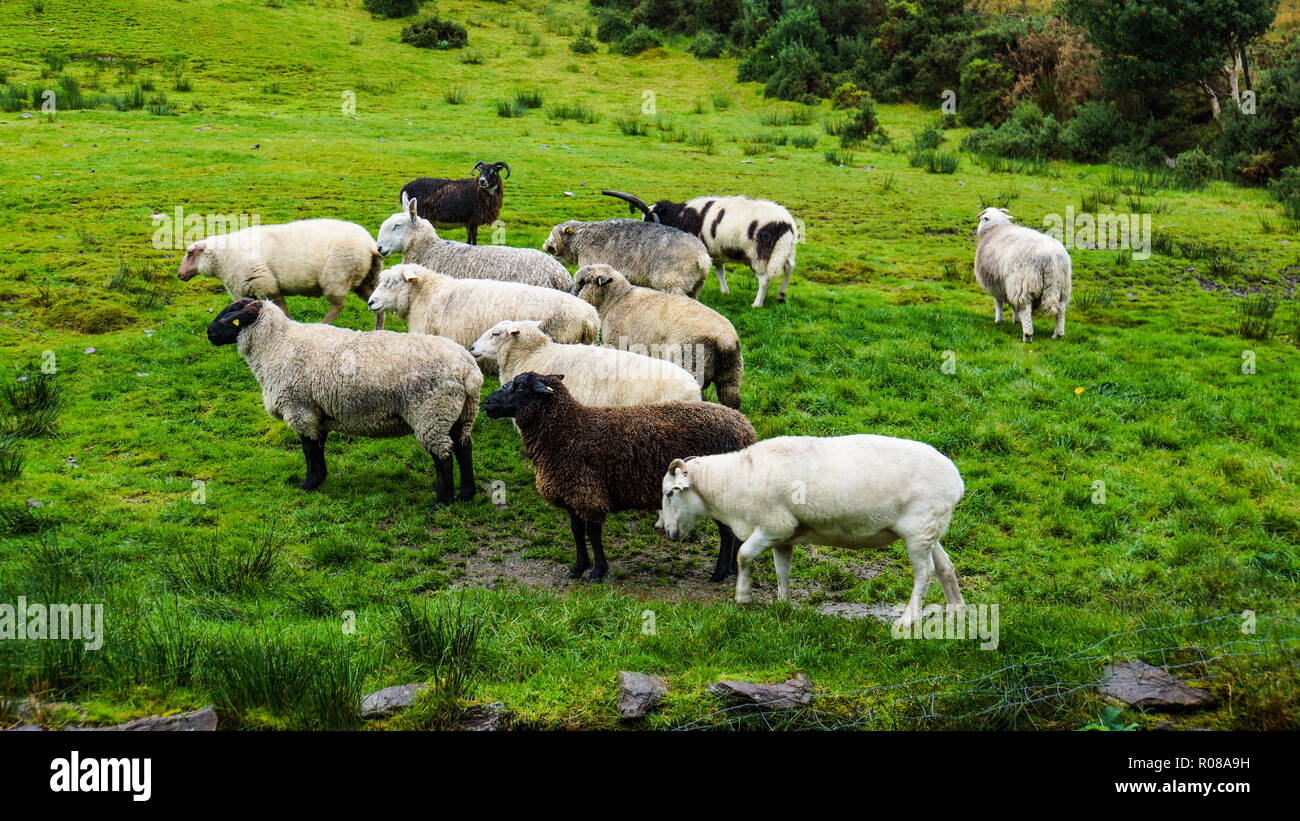Elf verschiedene Rassen von Schafen auf einer irischen Hügel Stockfoto