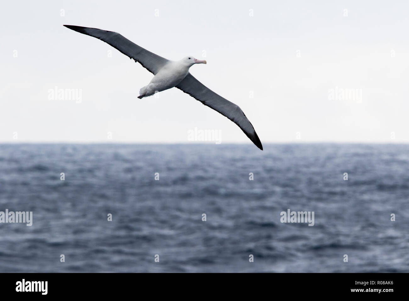 Wanderalbatross Vogel über Drake Passage in der Nähe der Antarktis, Antarktis, fliegen. (Diomedea exulans). Stockfoto