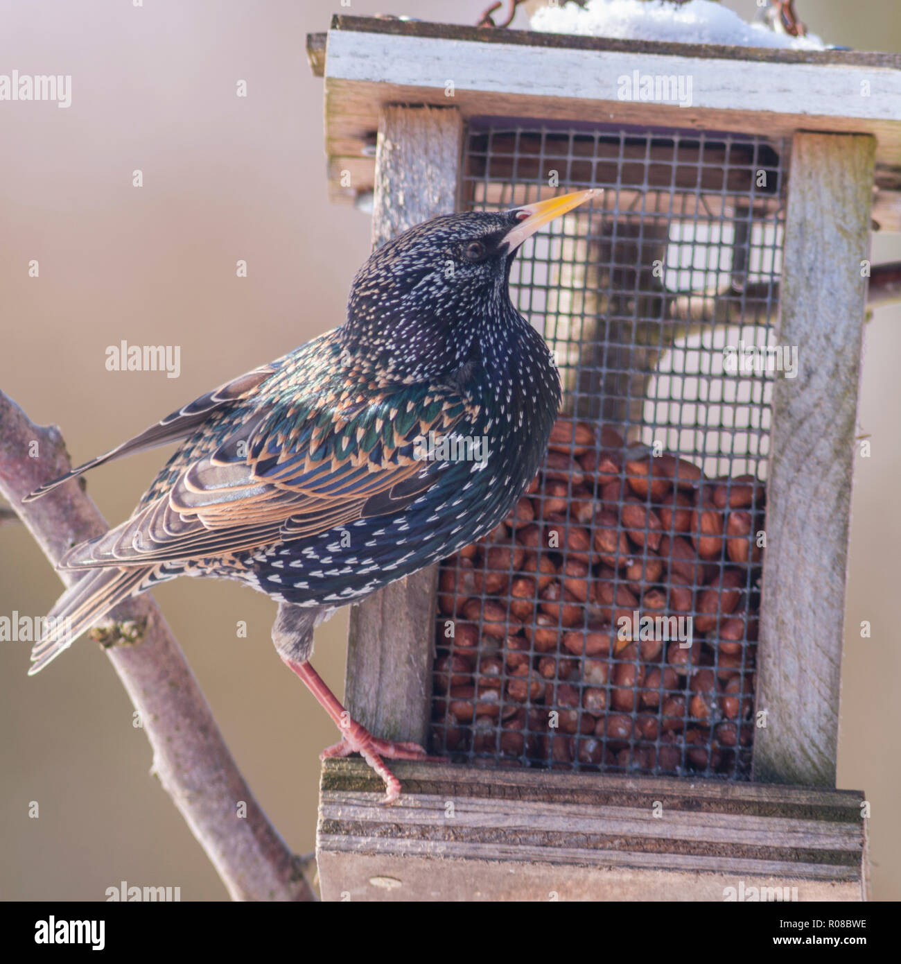 Ein Starling im Winter (Sturnus vulgaris) im Vereinigten Königreich Stockfoto