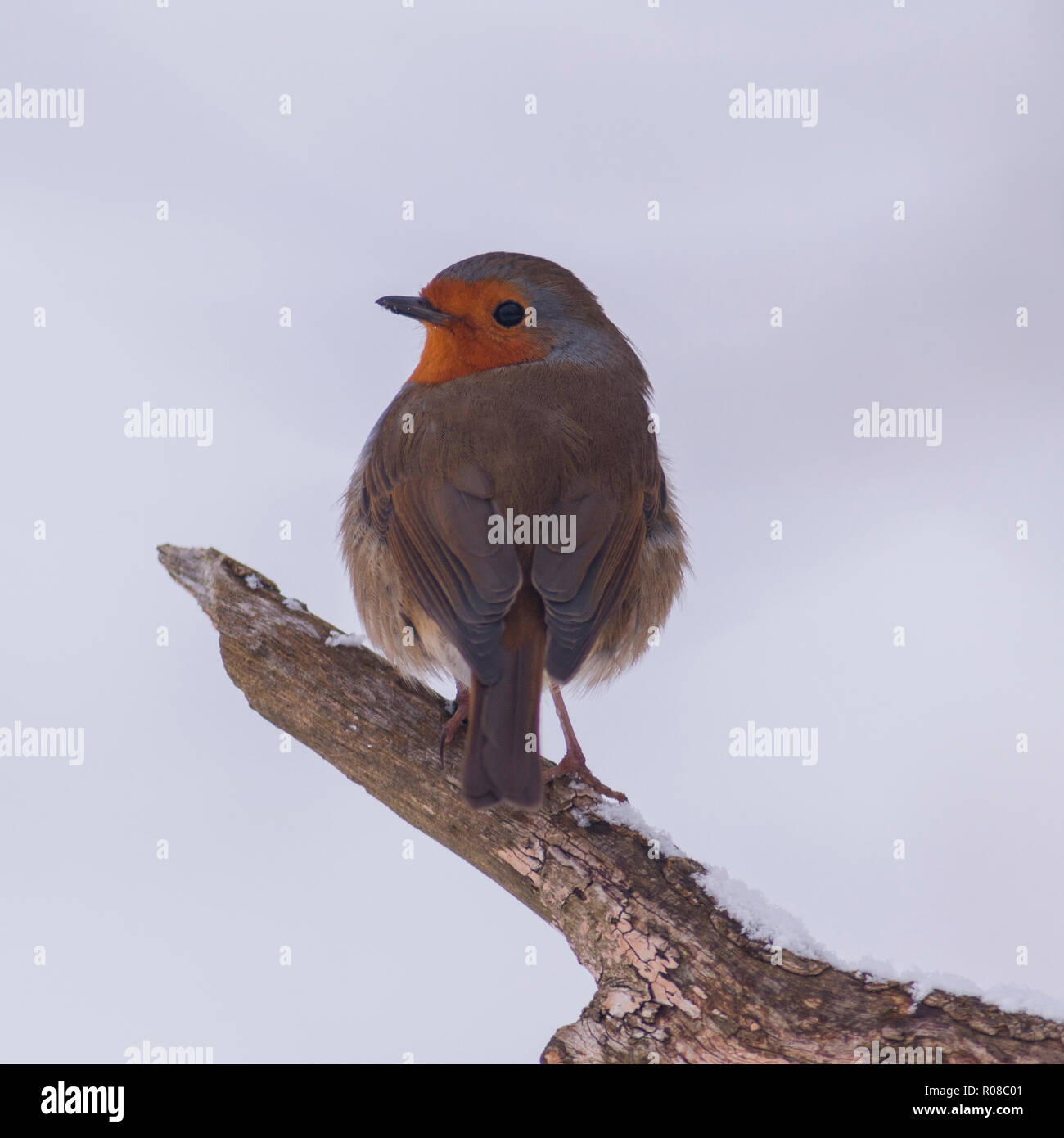 Ein Rotkehlchen (Erithacus Rubecula) Ernährung bei eisigen Bedingungen in einem Norfolk Garten Stockfoto