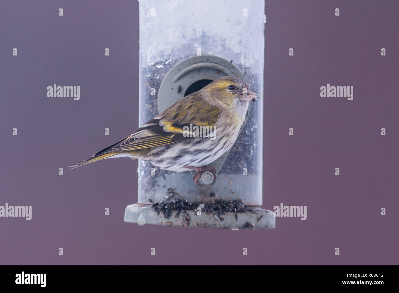 Eine eurasische Siskin (Carduelis spinus) erwachsenen weiblichen Fütterung in Frost in ein Norfolk Garten Stockfoto