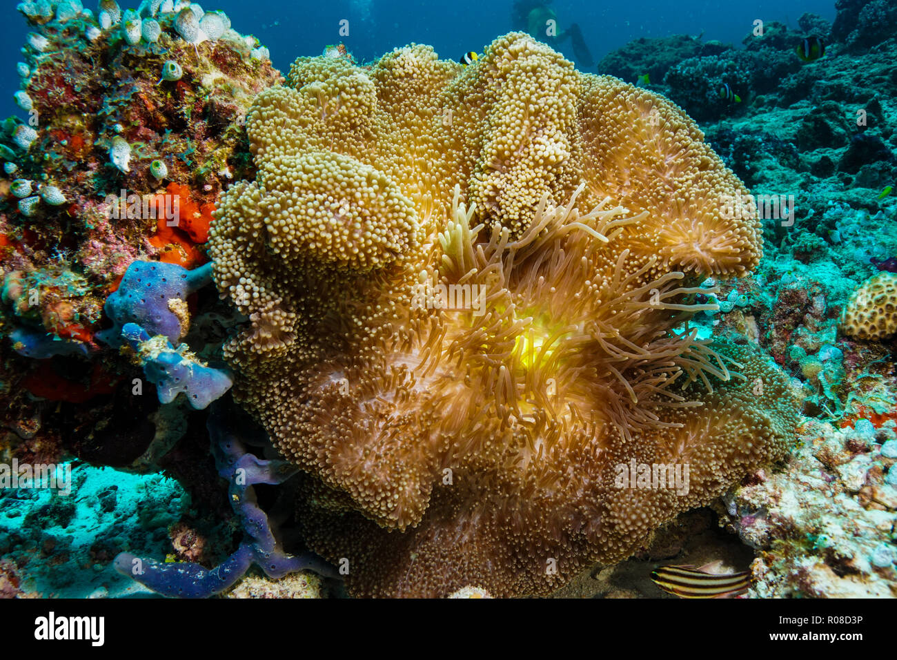 Stichodactyla Mertensii Teppich Anemone Koralle Malediven Stockfoto
