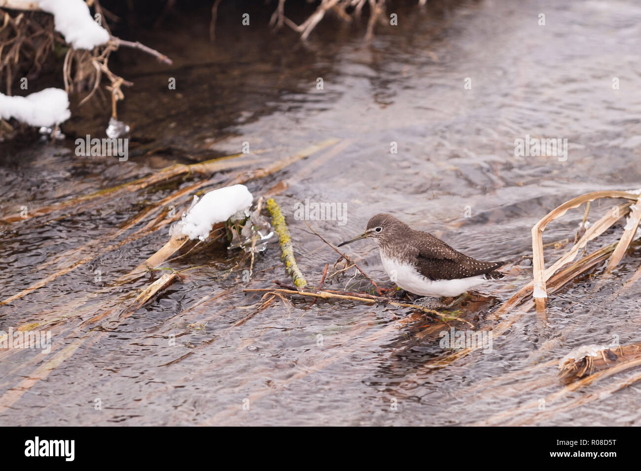 Eine grüne Sandpiper (Tringa ochropus) im Winter in Norfolk, Großbritannien Stockfoto