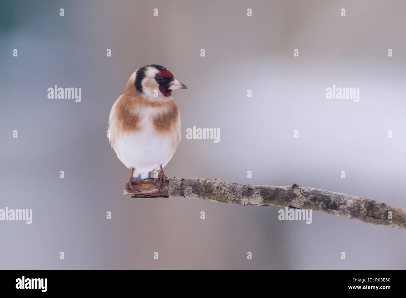 Ein Stieglitz (Carduelis carduelis) bei eisigen Bedingungen in einem Norfolk Garten Stockfoto
