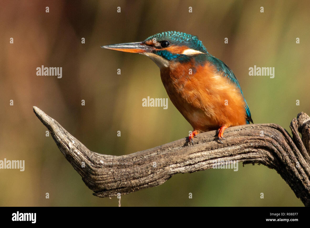 Eisvogel auf Ast Stockfoto