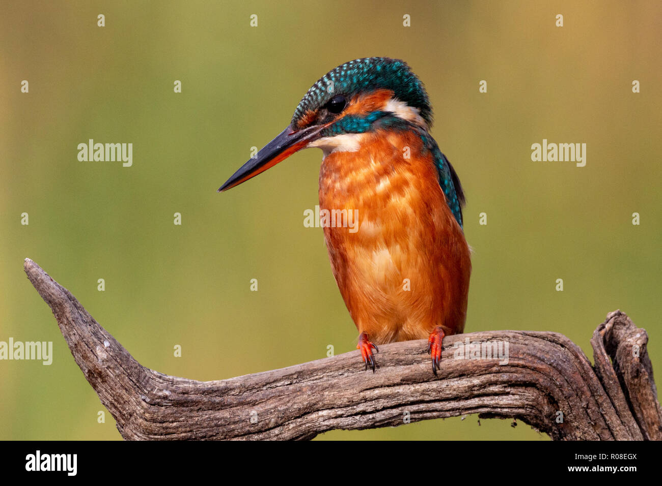 Eisvogel auf Ast Stockfoto