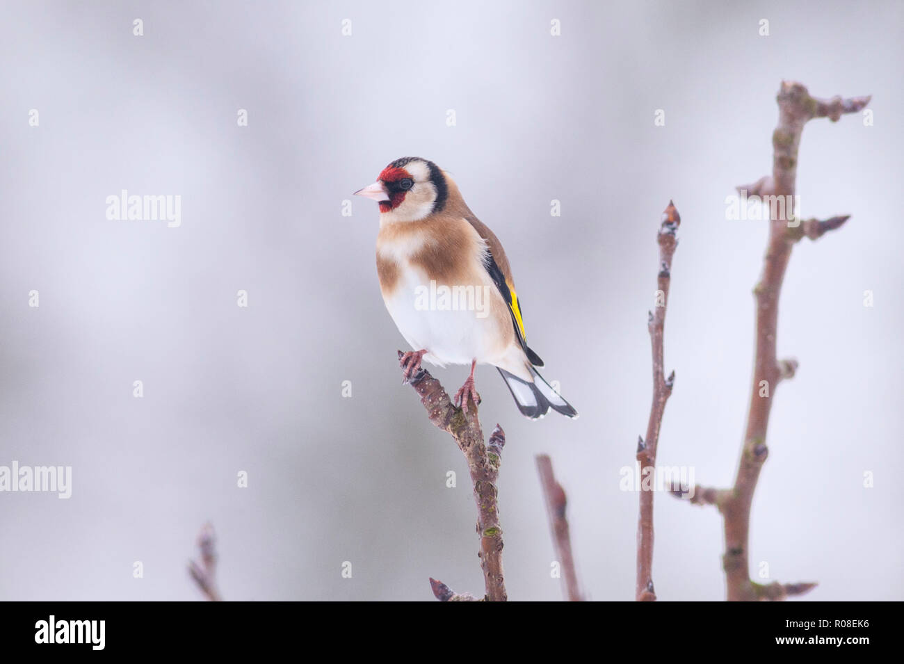Ein Stieglitz (Carduelis carduelis) bei eisigen Bedingungen in einem Norfolk Garten Stockfoto
