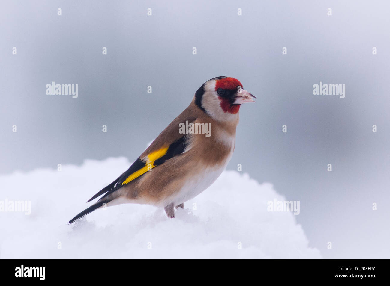 Ein Stieglitz (Carduelis carduelis) bei eisigen Bedingungen in einem Norfolk Garten Stockfoto