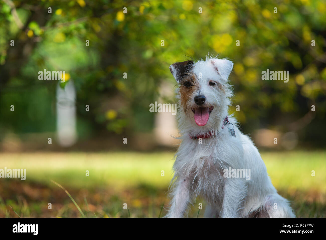 Porträt eines Parson Russell Terrier im City Park Stockfoto