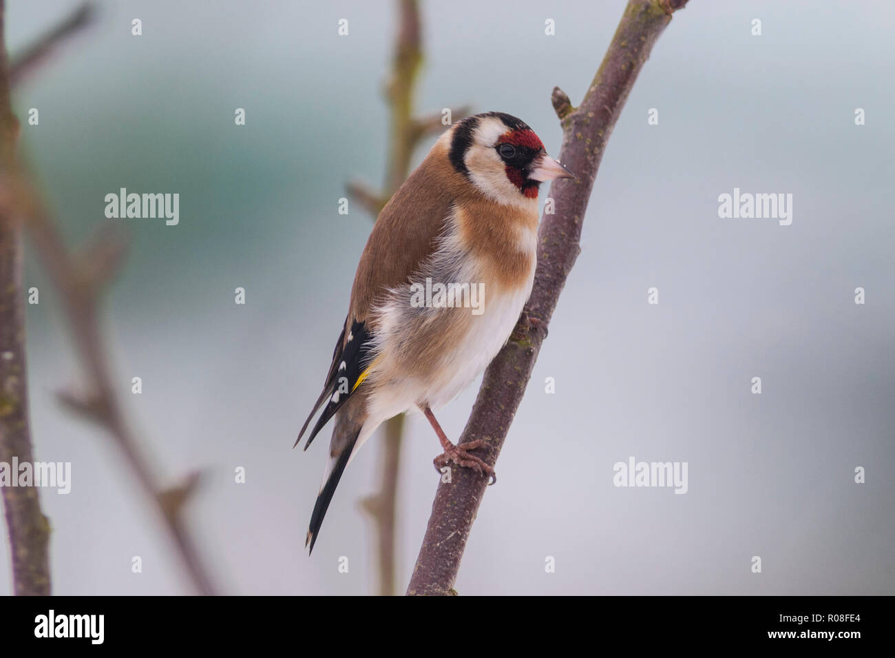 Ein Stieglitz (Carduelis carduelis) bei eisigen Bedingungen in einem Norfolk Garten Stockfoto