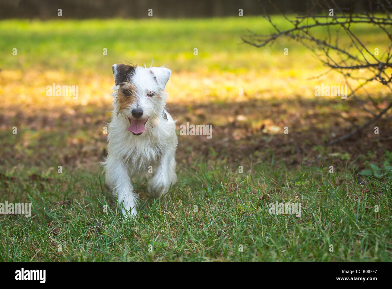 Happy Parson Russell Terrier in einem Feld Stockfoto