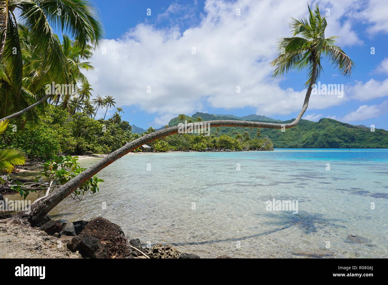 Tropical Seascape, eine Kokospalme über klare Wasser in Französisch Polynesien lehnt, Huahine Island, South Pacific Ocean Stockfoto