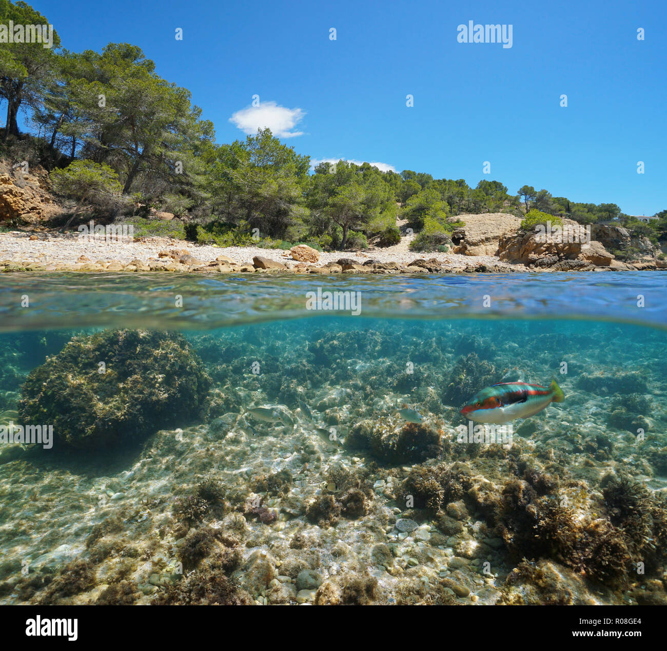 Felsige Bucht mit Fisch unter Wasser in der Nähe der Küste, geteilte Ansicht Hälfte oberhalb und unterhalb der Wasseroberfläche, Mittelmeer, Katalonien, Costa Dorada, Spanien Stockfoto