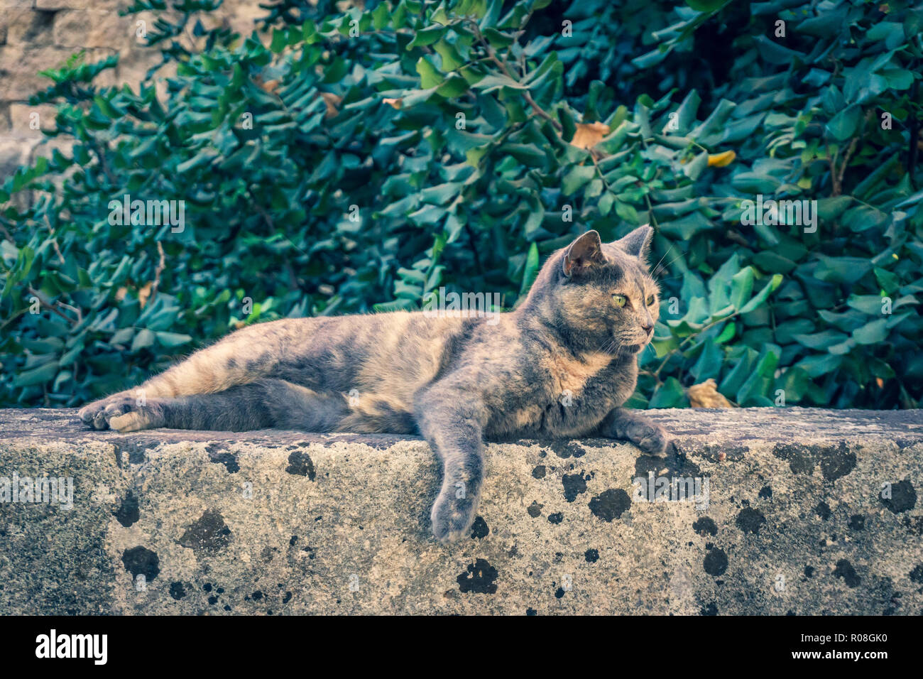Horizontale Foto von Nizza erwachsenen Katze. Tier hat schön grau und orange Fell. Katze ist auf Stein an der Wand in der Nähe der Eingang in die Altstadt von Rhodos Stadt thront Stockfoto