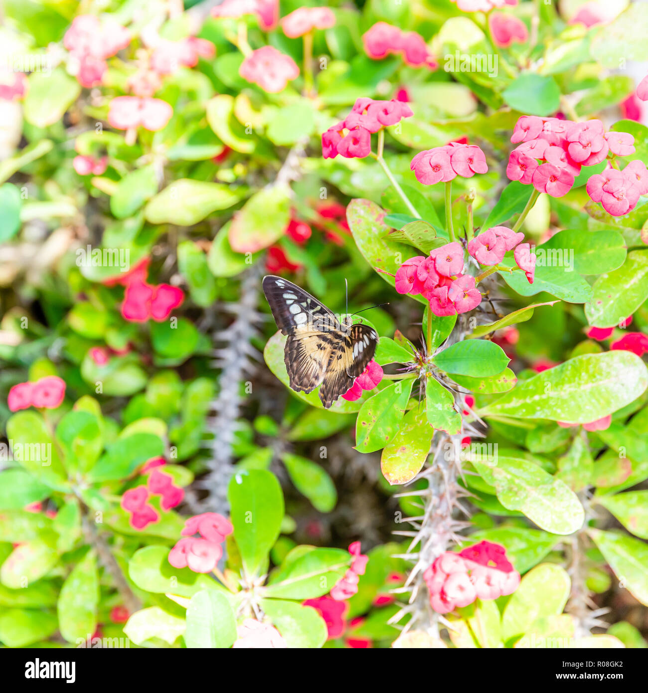 Platz Foto mit bunten Schmetterling. Bug hat schöne Flügel mit schwarzen und die Farbe orange. Insekt ist auf Pflanze oder Blume mit rosa Blüten und viele t gehockt Stockfoto