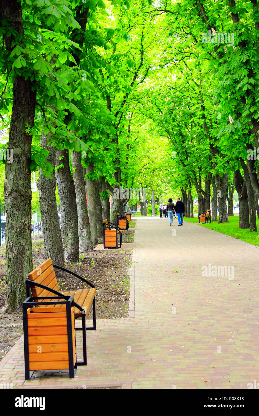 Wanderweg im City Park mit grossen Bäumen und Bänken. Entspannen Sie sich in der Stadt. Schönen Sommer Park Stockfoto