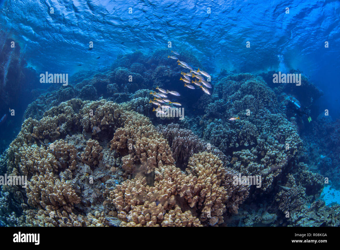 Taucher bergen Coral Reef Formationen im Roten Meer erkunden. Stockfoto