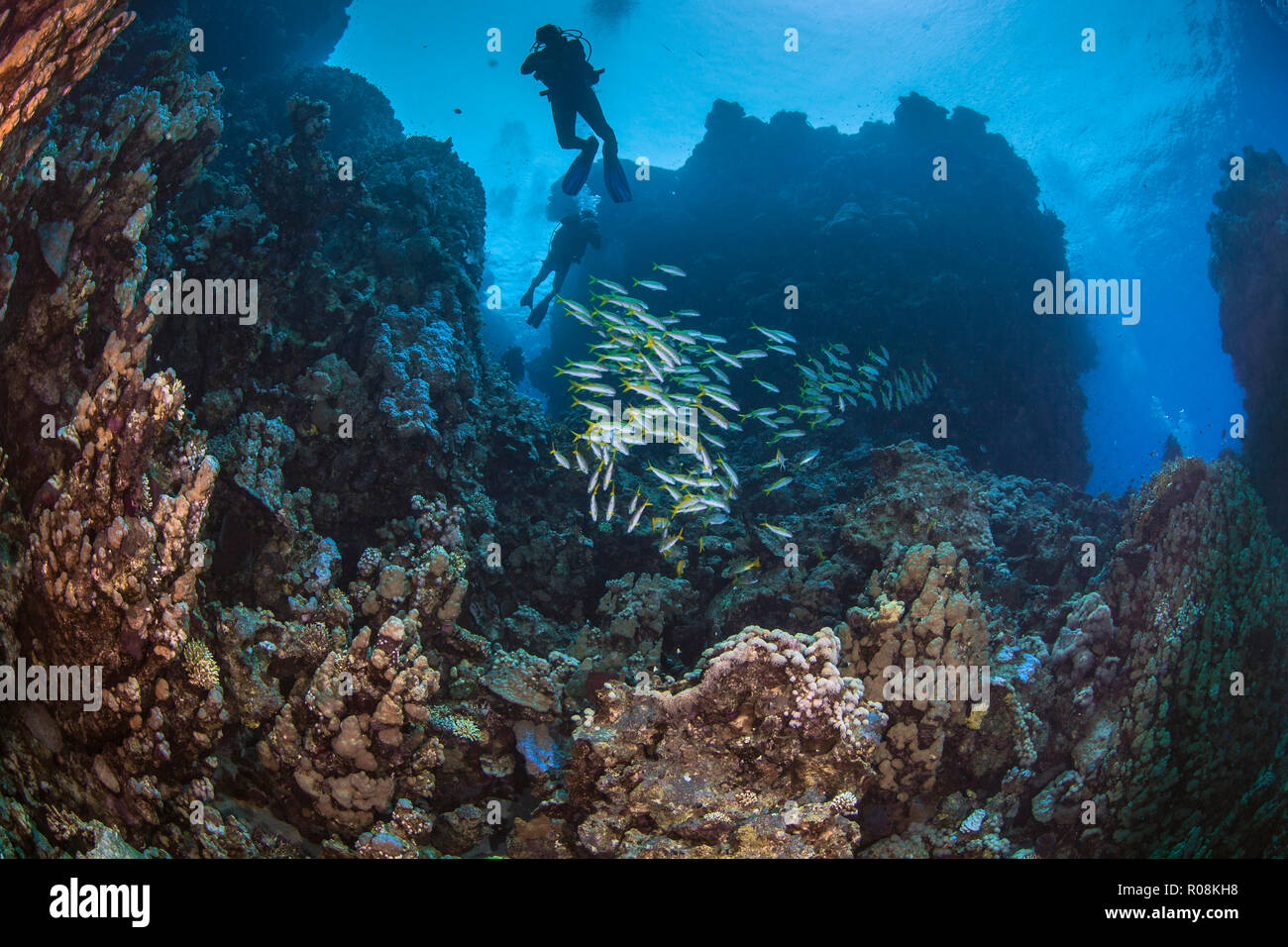 Taucher in blue water Hintergrund silhouetted bergigen Korallenriffe im Roten Meer erkunden. September, 2018 Stockfoto