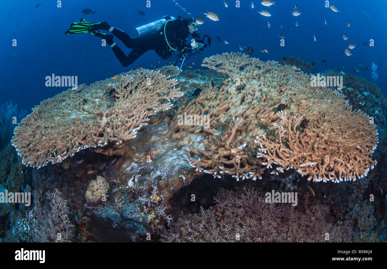 Weibliche Taucher, Unterwasser Fotograf und Videofilmer Datensätze Marine Life Aktivität auf großen Acropora Tischkorallen. Raja Ampat, Indonesien. April Stockfoto