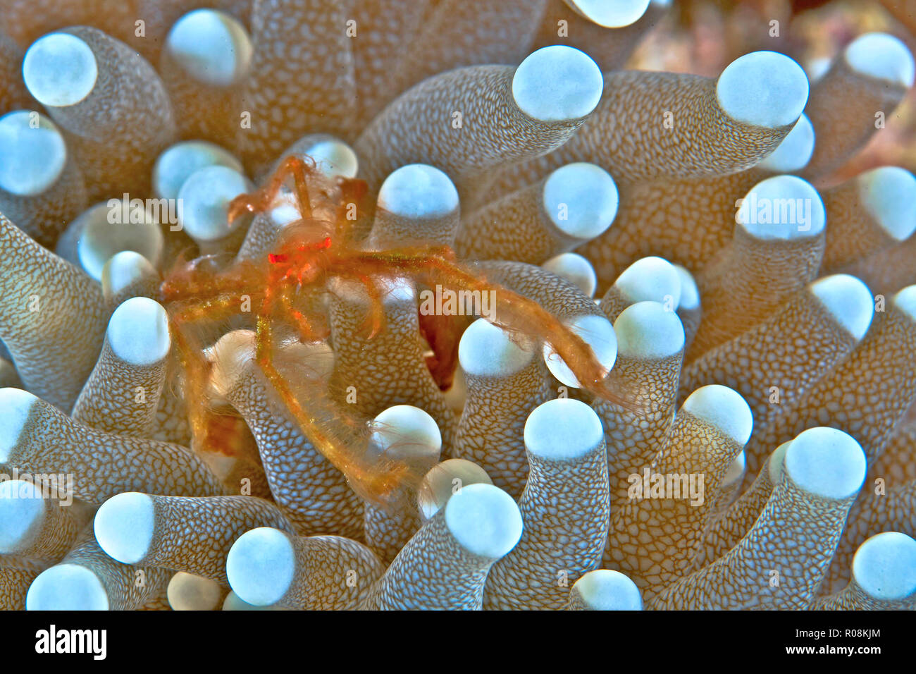 Orang Utan Krabbe in Tentakeln der mushroom Coral eingebettet. Puerto Galera, Philippinen. November 2010 Stockfoto