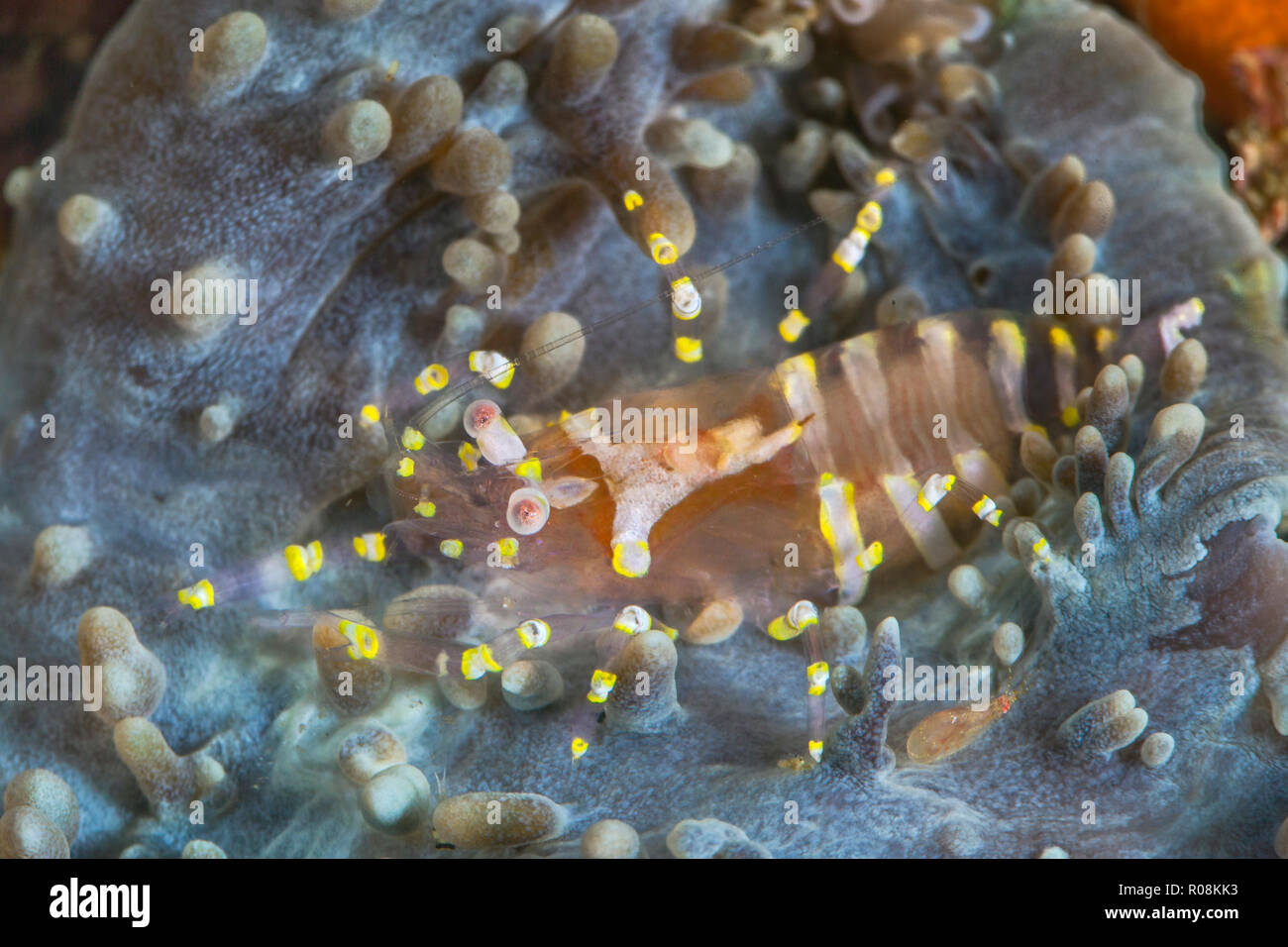 Erwachsenen und Jugendlichen kommensalen Garnelen mit Wohnsitz in Corallimorph (Pliopontonia furtiva). Bunt, aber klein und durchsichtig, sie sind schwer zu finden Stockfoto