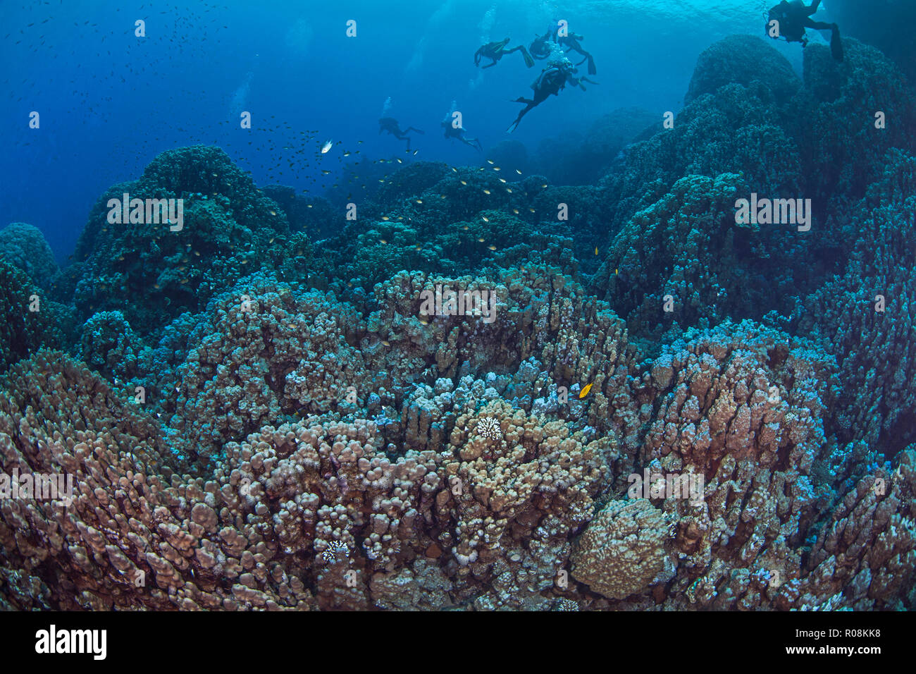 Taucher bergen Coral Reef Formationen im südlichen Roten Meer erkunden. Stockfoto