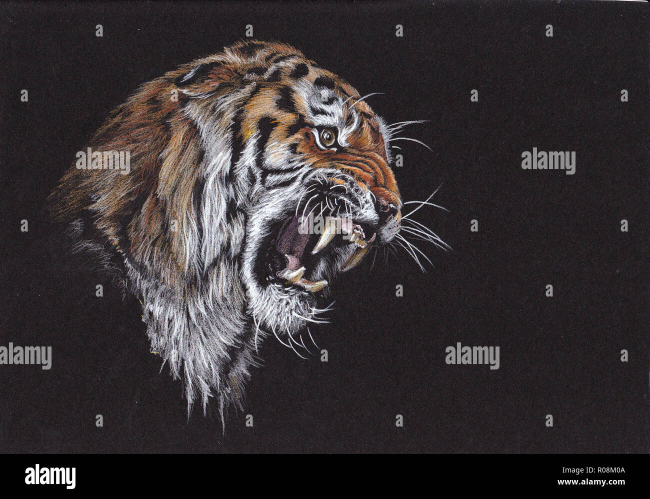 Abbildung des großen Tigers. Tiger brüllendes Porträt. Handgefertigte Zeichnung. Stockfoto