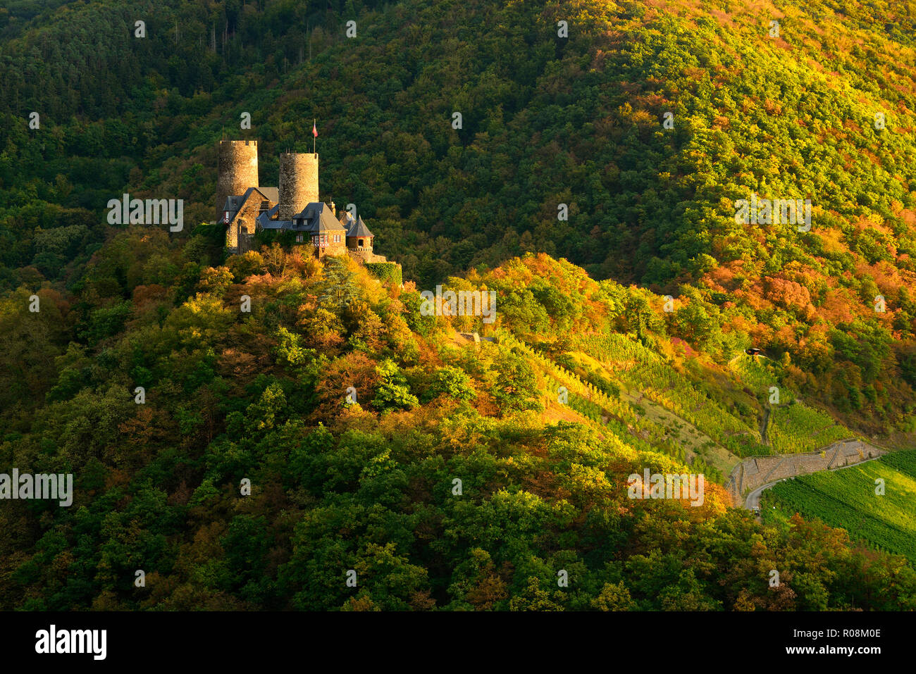 Burg Thurant durch Wälder und Weinberge im Herbst umgeben, Abendlicht, Alken, Mosel, Rheinland-Pfalz, Deutschland Stockfoto
