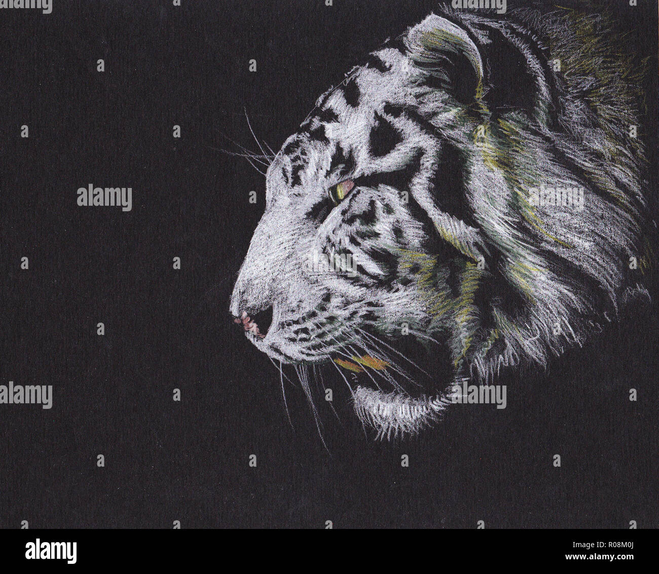 Abbildung des weißen Tigers. Tiger brüllendes Porträt. Handgefertigte Zeichnung. Stockfoto