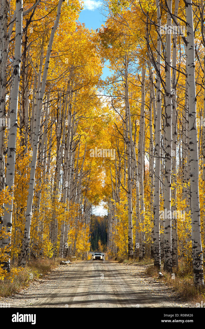 Herbst Aspen Bäume entlang der Schlacht Pass Scenic Byway in Wyoming Stockfoto