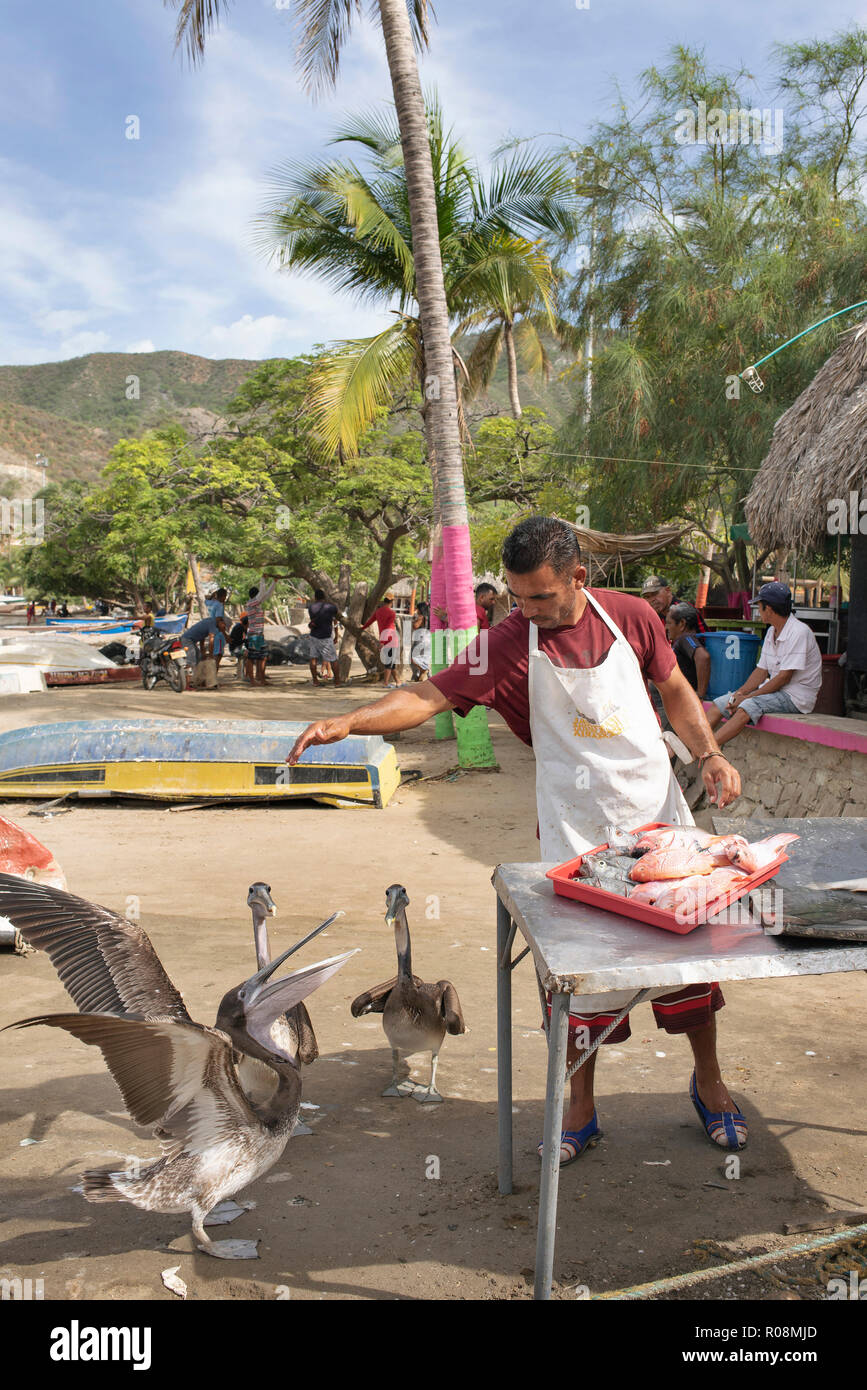 Fischer ausnehmen frischen Fisch zum Verkauf, mittlerweile die freche Pelikane Fragen gefüttert zu werden. An der Küste leben in Taganga, Santa Marta, Kolumbien. Sep 2018 Stockfoto