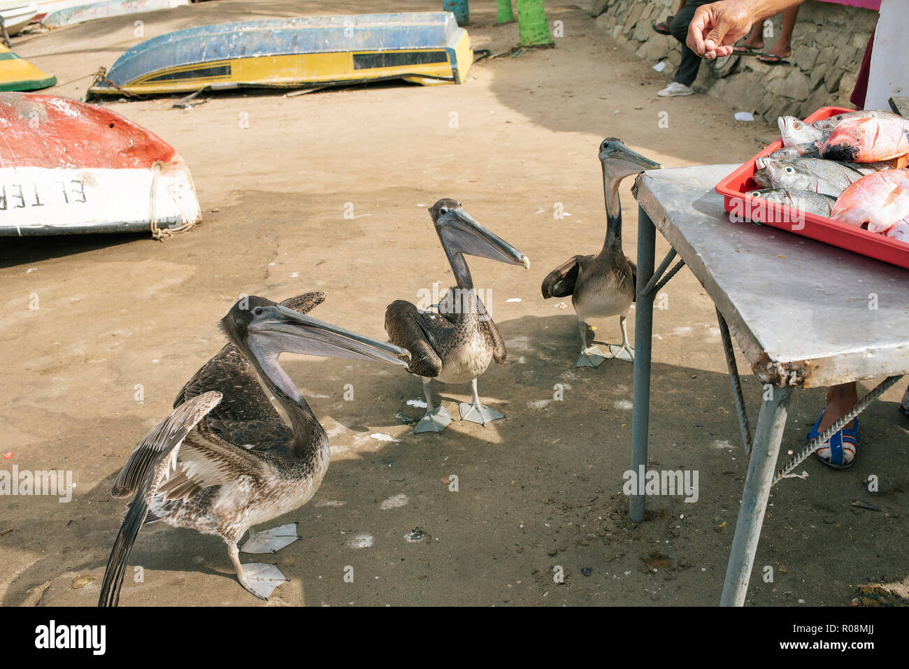 Fischer ausnehmen frischen Fisch zum Verkauf, mittlerweile die freche Pelikane warten gefüttert zu werden. An der Küste leben in Taganga, Santa Marta, Kolumbien. Sep 2018 Stockfoto