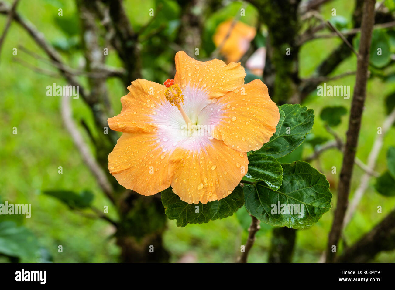 Einzigen hellen orange Hibiscus flower mit orange und rot Staubblatt. Regentropfen Glitzern auf seine Blütenblätter. Grüne Blätter im Hintergrund. Stockfoto