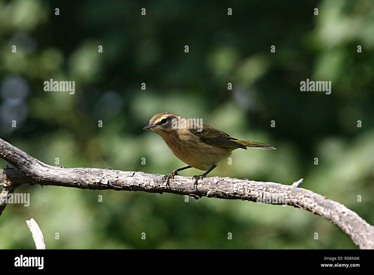 Chipping Sparrow, Spizella passerina Stockfoto