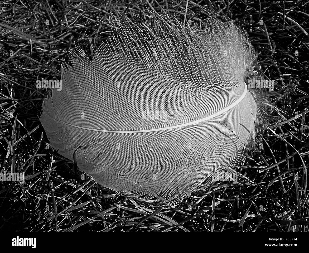 Nahaufnahme, wie eine Feder im Gras Stockfoto