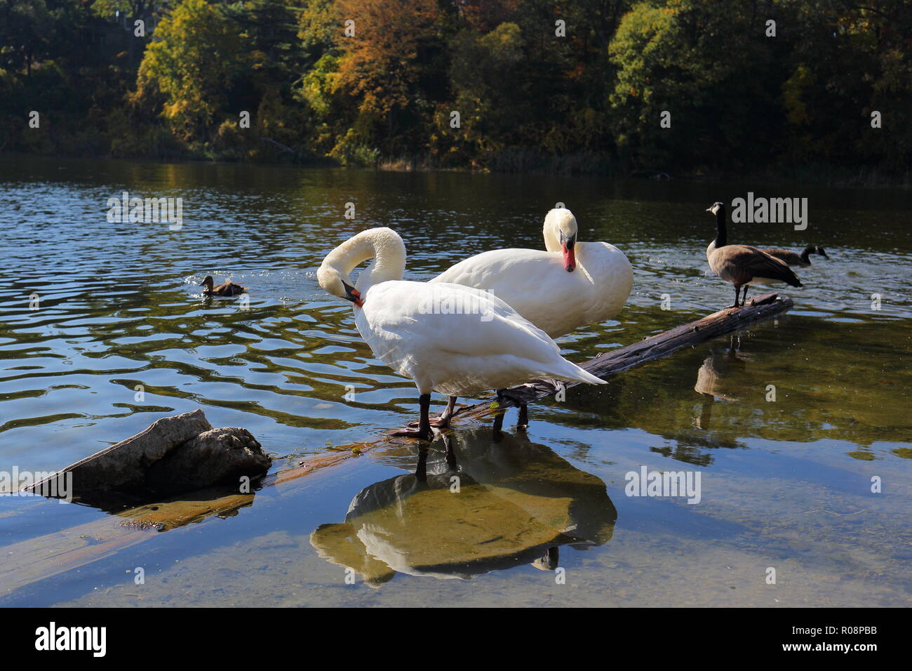 Schwäne und Gänse bei hohen Park, Toronto, Ontario, Kanada. Stockfoto