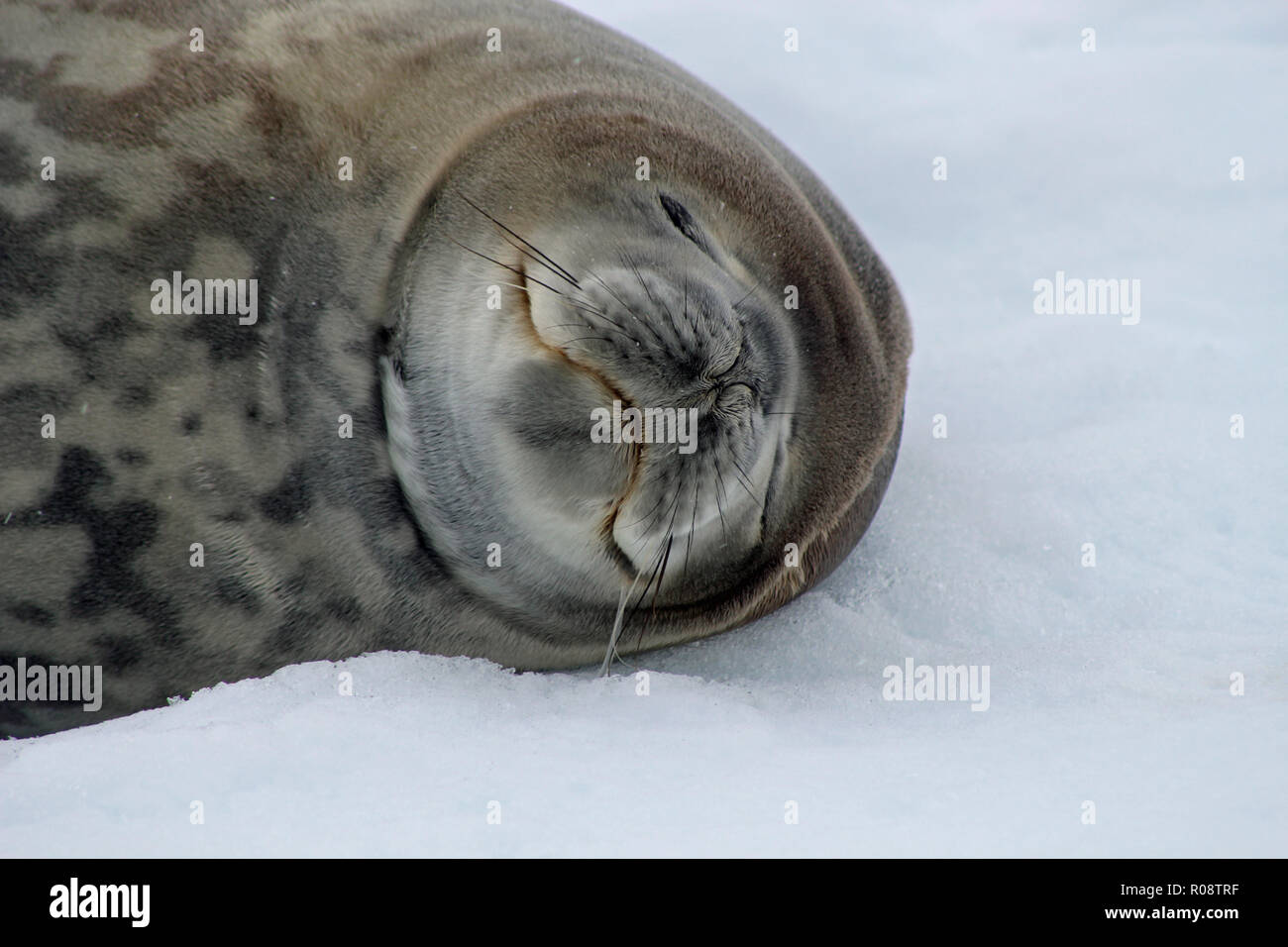 Nahaufnahme einer Weddell Dichtung mit geschlossenen Augen entspannt auf dem Eis der Antarktischen Halbinsel Stockfoto