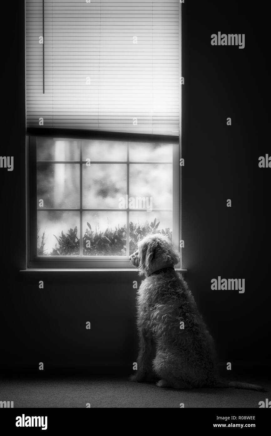 Eine wachsame Hund Blick aus einem Fenster warten etwas oder jemand. Stockfoto