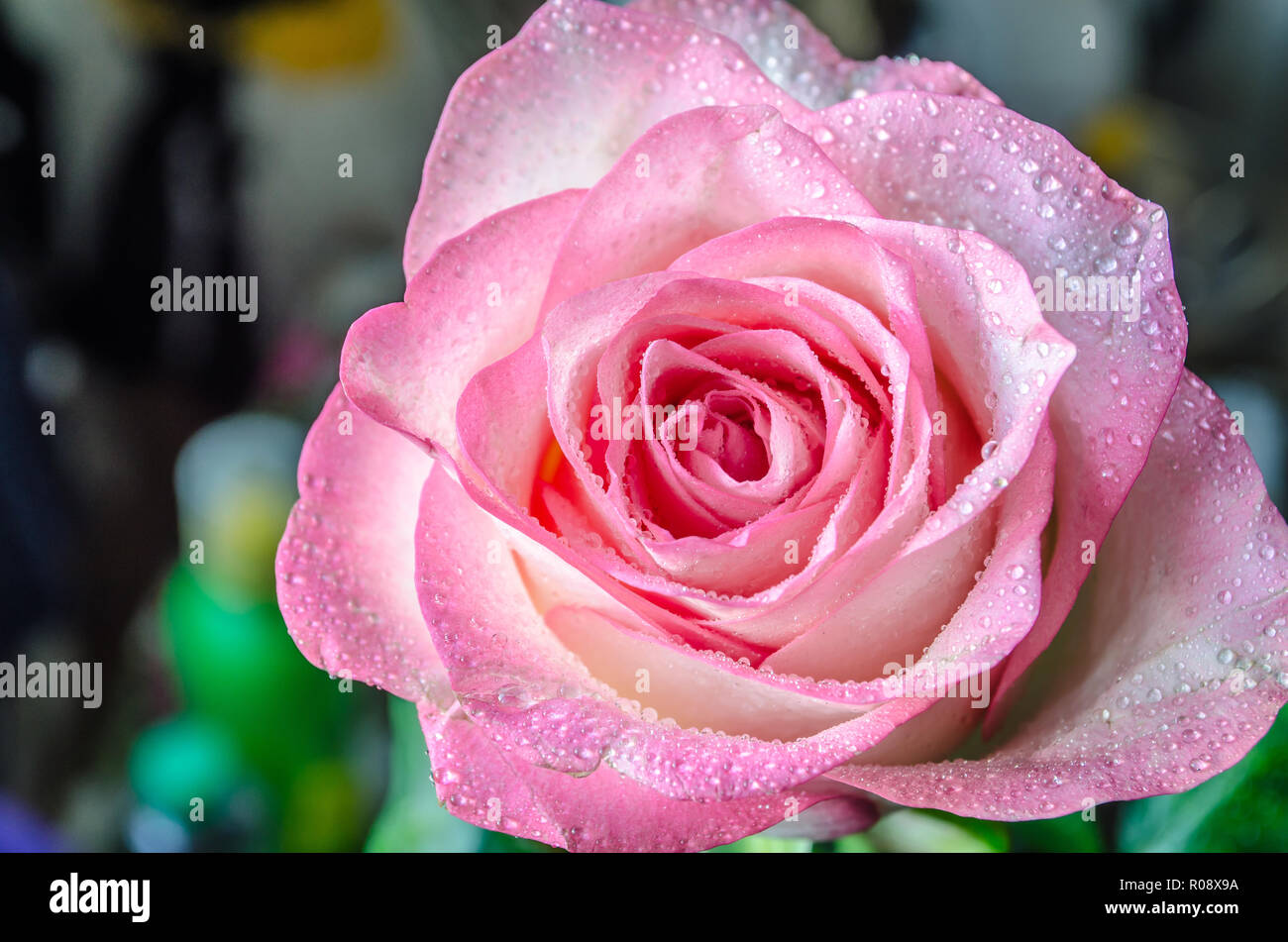 Sanfte rosa Rose mit Tautropfen auf unscharfen Hintergrund Stockfoto