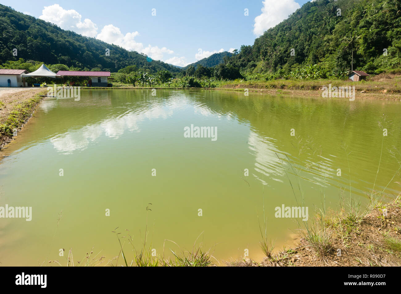 Kommerzielle Süßwasser Fisch-Teich in Sabah Malaysia Borneo. Stockfoto