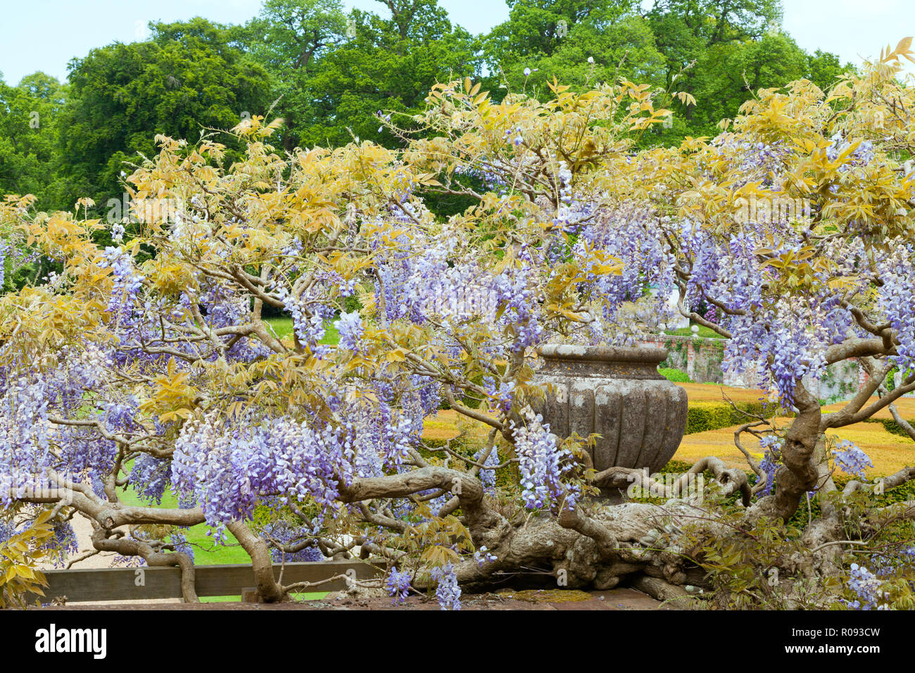 Lila duftenden Glyzinien Blumen hängen von den Niederlassungen rund um Dekorative Stein Topf, im Englischen Garten. Stockfoto