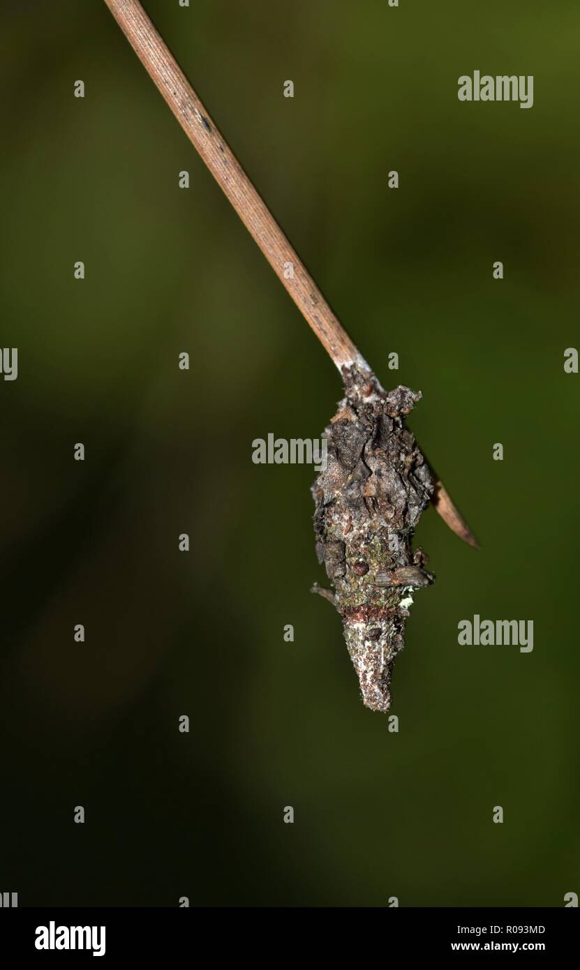 Eine Bagworm Motte cocoon hängen von einem toten Kiefer Nadel. Diese Raupen mit toten Pflanzenmaterial und Rinde ihren Kokon mit. Stockfoto