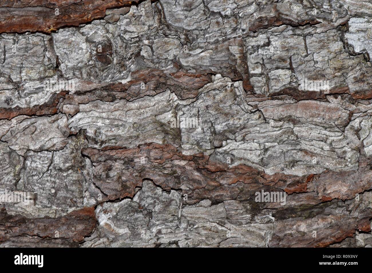 Pine Tree bark aus der Nähe, in dem die grobe komplizierte Texturen. Stockfoto