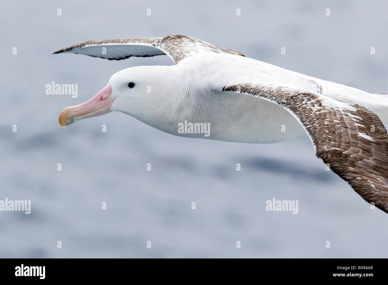 Wanderalbatross Vogel über Drake Passage in der Nähe der Antarktis, Antarktis, fliegen. (Diomedea exulans). Stockfoto