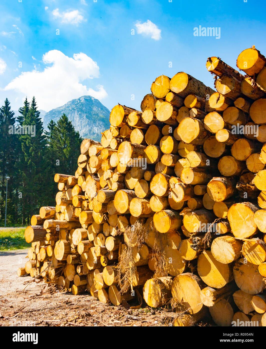 Stapel von frisch geschnittenen Stämme in der Nähe der Sella Nevea, Giulian Alpen, Friaul, Italien Stockfoto