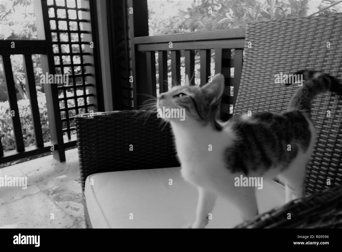 Ein Bild von einer streunenden Katze im Sugar Ridge Resort Antigua Stockfoto