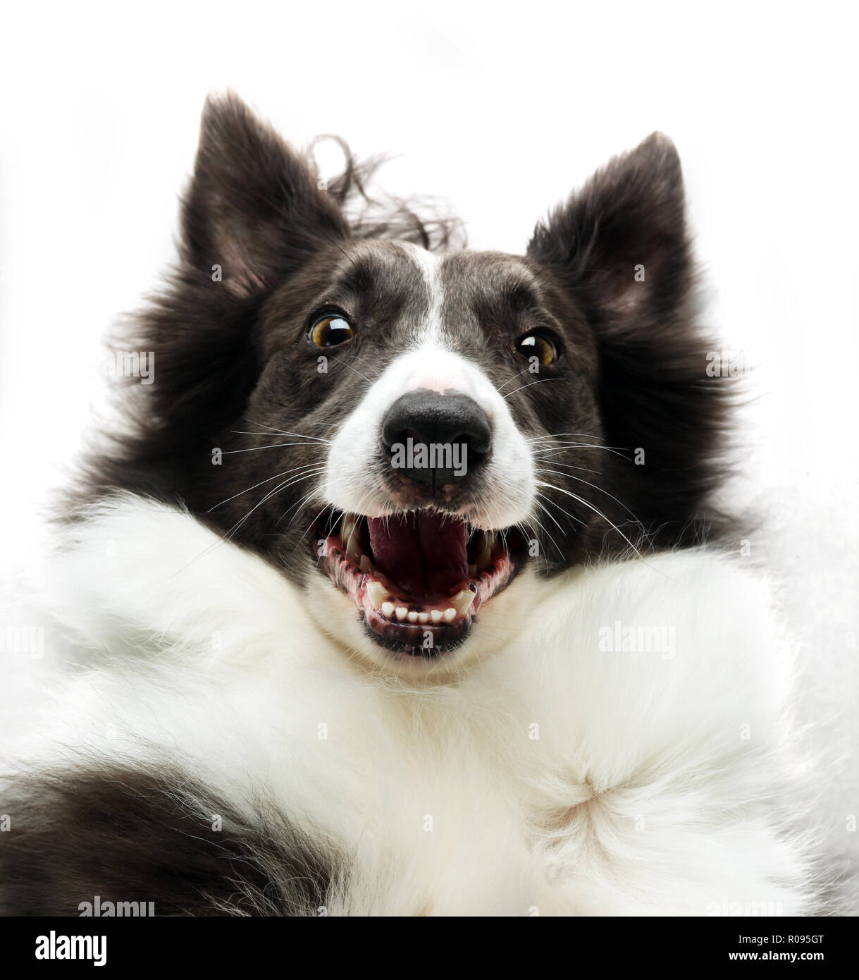 Lassen sie sich überraschen Border Collie Hund suchen, glücklich Stockfoto