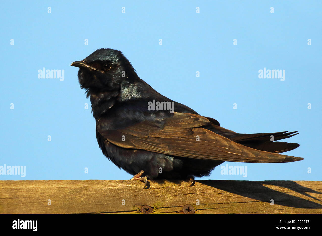 Ein Lila Martin Pausieren während der Balz. Stockfoto