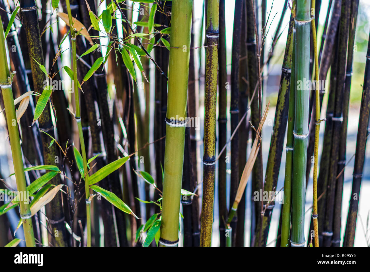 Toter bambus -Fotos und -Bildmaterial in hoher Auflsung  Alamy